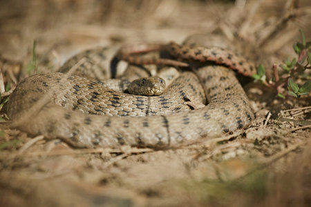 A snake in a ball lies on dry grass.
