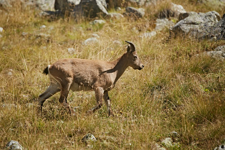 Caucasian mountain goats graze in a meadow among stonesの写真素材
