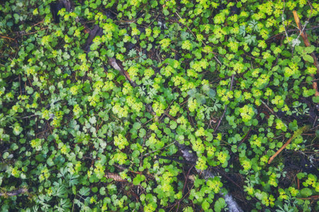 Glade of spring flowers in the forest. View from above.