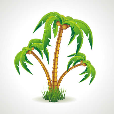 Vector illustration of the palm trees width coconuts のイラスト素材