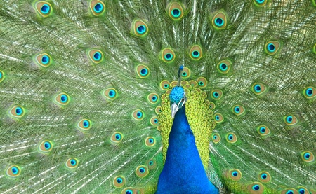Close up of peacock with fully fanned tail, showing its beautiful feathersの写真素材
