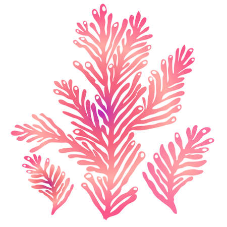 Color stylised silhouette of sea koral isolated on white background. Ink hand drawn picture emblem in art retro contour print style. View closeup element for sea design.のイラスト素材
