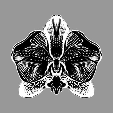Orchid flower isolated oh white bacground. Black and white manual graphic. Hand drawn element for design, printing, textile, gift packade, wrapping paper, greeting card, invitation card.のイラスト素材