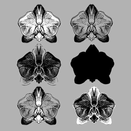 Set of stylized Orchids flowers isolated oh grey bacground. Monochrome manual graphic. Hand drawn elements for design, printing, textile, gift packade, wrapping paper, greeting card, wedding.のイラスト素材
