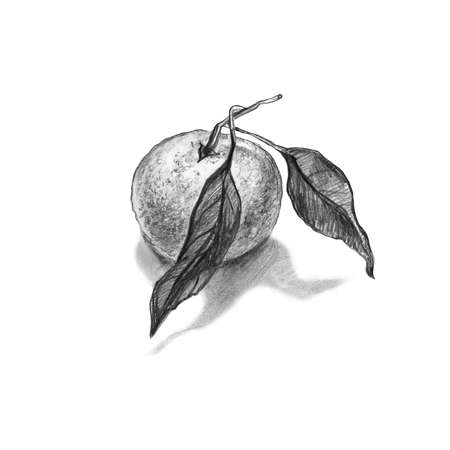 Pencil drawing of orange, mandarin with leaves isolated on a white background. Monochrome hand drawn element for food design, created package, packaging, wrapping paper, menu.quality photoの写真素材