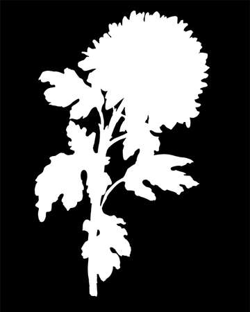 White silhouette of hand drawn Chrysanthemum flower, stem and leaves isolated on black. Vector black and white freehand sketch. Design element for created hand drawn greeting card, poster, package.のイラスト素材