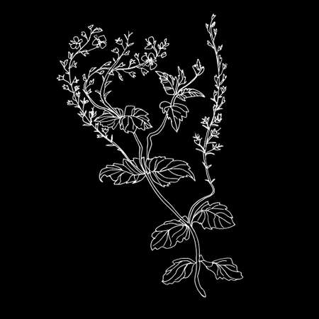 Outline white silhouette of wild herb, leaves and small flowers isolated on black. Vector eco-friendly herbal hand drawn illustration. Design element for postcard, poster, ecology package.のイラスト素材