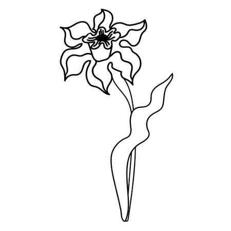 Design element of hand drawn daffodil flower in full bloom in freehand matisse art style isolated on white. Modern floral card, textile print, embroidery, lace, pillows, napkins, packaging.のイラスト素材