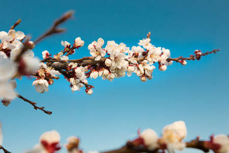 Flowering apricot tree on a sky backgroundの写真素材