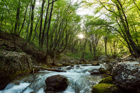 Mountain River in the wood with the sun beamsの写真素材