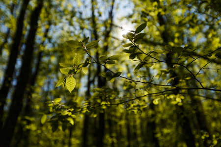 Fresh green leaves backlit with sun rays in the forest, spring see through greenary in garden backlightの写真素材