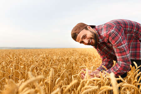 Smiling bearded man holding ears of wheat on a background a wheat field. Happy agronomist farmer cares about his crop for the rich harvest on sunsetの写真素材