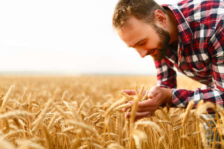 Smiling man holding ears of wheat on a background a wheat field. Happy agronomist farmer cares about his crop for the rich harvest on sunsetの写真素材