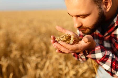 Smiling man holding ears of wheat near his face and nose on a background a wheat field. Happy agronomist farmer sniffs his crop caring about the rich harvest on sunsetの写真素材