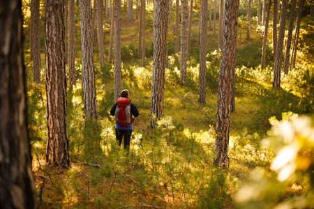 Hiker man walks in a pine yellow autumn forest. Backpacker enjoys golden fall landscape.の写真素材