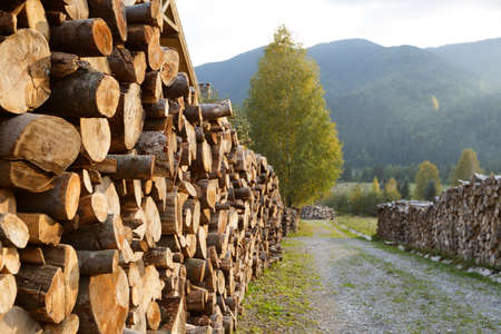 Wooden logs of pine woods in the forest, stacked in a pile. Freshly chopped tree logs stacked up on top of each other in a pile. Stocking of firewood for the winter.の写真素材
