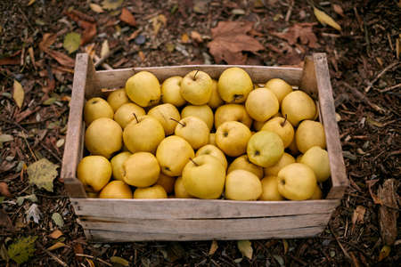 Golden apples in vintage wooden box on the ground full of autumn foliage. Ripe yellow fruits harvest in a crate. Autumn and diet concept.の写真素材