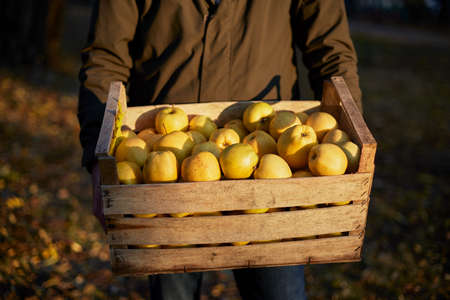 Man with wooden box of yellow ripe golden apples in the orchard farm. Grower harvesting in the garden is holding organic apple crate in his hands. Harvest Concept. Isolated view.の写真素材