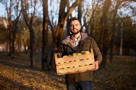 Man with wooden box of yellow ripe golden apples in the orchard farm. Grower harvesting in the garden is holding organic apple crate. Harvest Concept. Housewifely male bought fruits.の写真素材