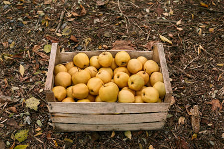Golden apples in vintage wooden box on the ground full of autumn foliage. Ripe yellow fruits harvest in a crate. Autumn and diet concept.の写真素材