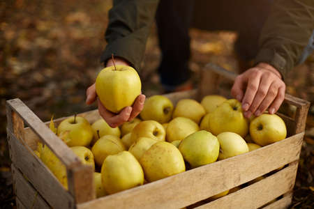 Man puts yellow ripe golden apple to a wooden box of yellow at the orchard farm. Grower harvesting in the garden and holding organic apple in his hand. Harvest autumn concept. Isolated view. Male shows a tasty fruit.の写真素材