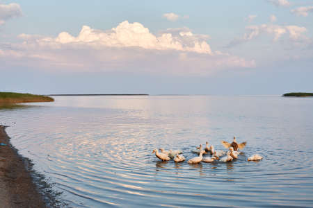 Village geese flock bathing in the calm water in lake, creek or pond. Peacefull landscape with clouds reflected on smooth water surface. Goose floating in the river bay, dives to eat fish and wags.の写真素材