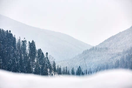 Multi layered mountain winter landscape. Slopes and evergreen woods covered with snow. Snowy pine and fir tree forest. Snowfall on a cold frosty day in the mountains gorge. Christmas background.の写真素材