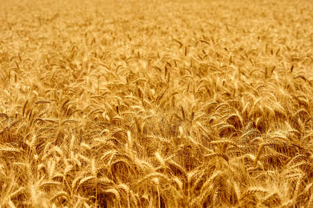 Golden ripe wheat ears at the farm field ready for harvesting. Rich wheat crop harvest. Agriculture and agronomy theme. Shallow depth of field.の写真素材