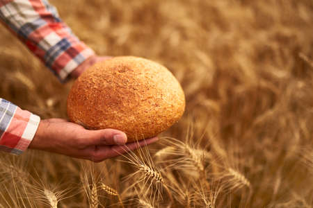 Hands of farmer holding bran bread freshly baked of raw healthy flour with golden wheat ears on...