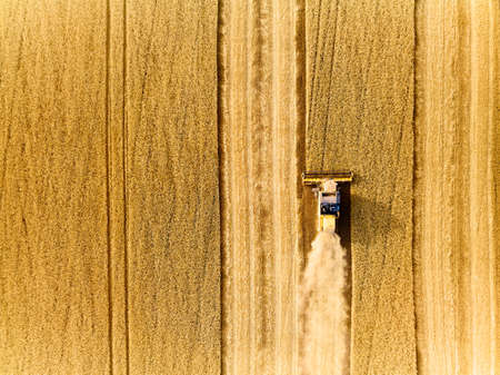 Aerial drone top view from above: combine harvesters working in wheat field. Harvesting machine driver cutting crop in farmland. Organic farming. Agriculture theme, harvesting season. Quadcopter shot.の写真素材