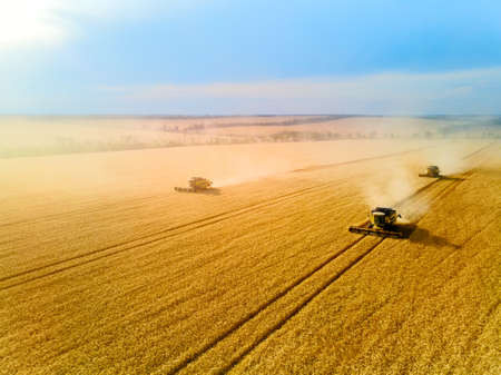 Aerial drone view: combine harvesters working in wheat field on sunset. Harvesting machine driver cutting crop in farmland. Organic farming. Agriculture theme, harvesting season. Quadcopter photo.の写真素材