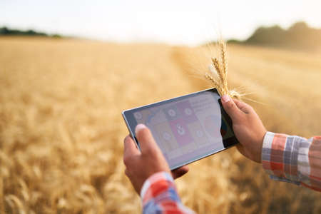 Precision farming. Farmer hands hold tablet using online data management software with maps at wheat field. Agronomist working with touch computer screen to control and analyse agriculture business.の写真素材