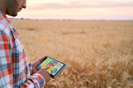 Precision farming. Farmer hands hold tablet using online data management software with maps at wheat...