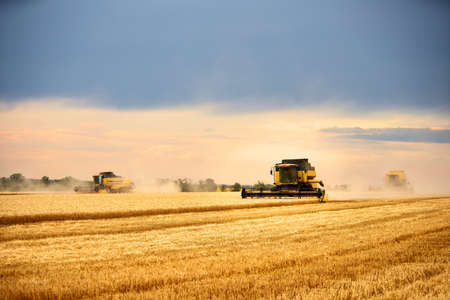 Combine harvesters working in wheat field with cloudy moody sky. Harvesting machine driver cutting crop in a farmland. Agriculture theme and harvesting season.の写真素材
