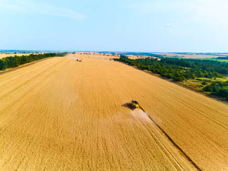 Aerial drone view: combine harvesters working in wheat field on sunset round about. Harvesting...