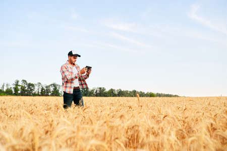 Precision farming. Farmer holding tablet pc, using online data management software at wheat field. Agronomist working with touch computer screen, control, analyse agriculture business. Innovative techの写真素材