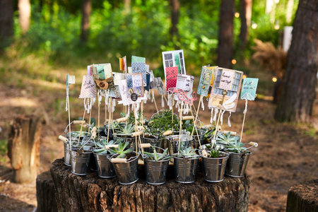 Alpenglow or vera higgins succulents in small decorated galvanized buckets arranged on a stump in pine forest. Pots with succulent aloe flowers as presents for wedding guests on ceremony venue.の写真素材