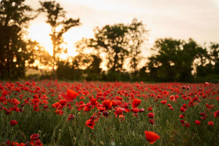 Camera moves between the flowers of red poppies. Poppy as a remembrance symbol and commemoration of...