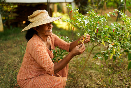 Senior happy Indian female farmer in straw hat sitting in garden and holding her vegetables harvest. Elderly Sri Lankan smiling woman on her farm picking ripe chili hanging from bush in orchardの写真素材