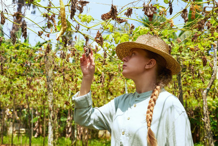 Female agronomist examines dried up dead plants on farm. Young woman farmer checking harvest loss...