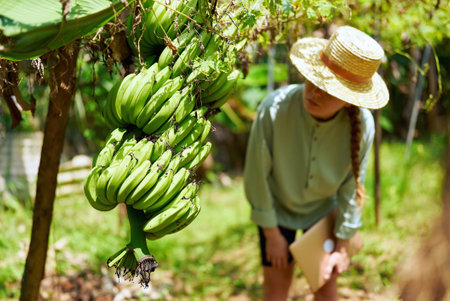 Female farmer with laptop inspecting bananas harvest on vegetable farm. Young woman agronomist checking green fruit enters data into computer. Modern agribusiness, precision agriculture concept.の写真素材