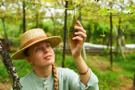 Female agronomist inspecting harvest on vegetable farm. Caucasian woman farmer holding bitter gourd close-up shot. Young farm worker collects ripe gourd vegetables. Farming and gardening conceptの写真素材