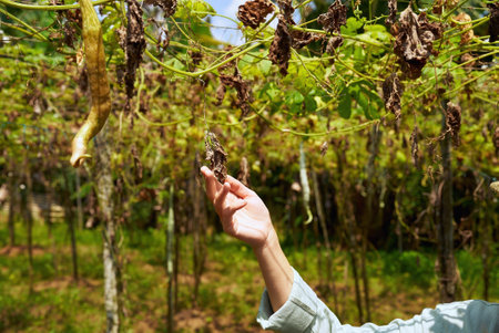 Female agronomist hand holding dried up plant close-up shot. Woman farmer touches wizened leaves observing harvest loss on farm. Global warming and drought consequences. Greenhouse effect.の写真素材