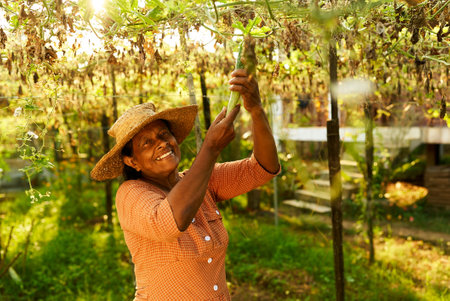 Elderly Indian female farmer smiles picking her courgettes harvest. Senior Sri Lankan happy woman on her farm showing ripe long green vegetable hanging from vine. Farming and gardening conceptの写真素材