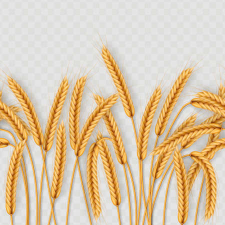 Bunch of wheat ears, dried whole grains seamless realistic illustration isolated on transparent background. Bakery object template. EPS 10のイラスト素材