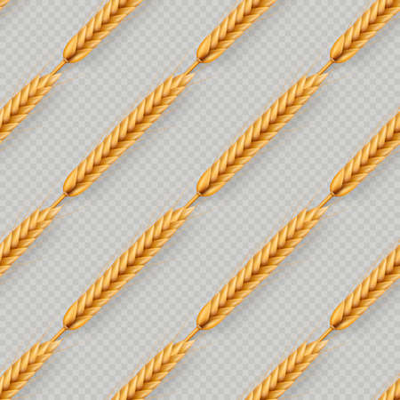 Bunch of wheat ears, dried whole grains seamless realistic illustration isolated on transparent background. Bakery object template.のイラスト素材