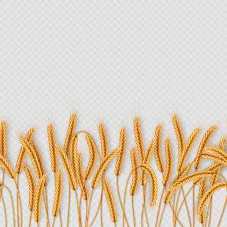 Bunch of wheat ears, dried whole grains seamless realistic illustration isolated on transparent background. Bakery object template.のイラスト素材
