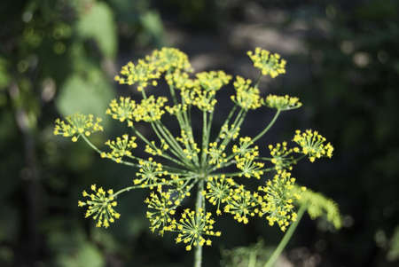 dill flower