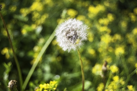 hawkbitの写真素材