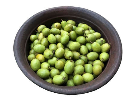 Ceylon Olive in clay pot isolated in white background.の写真素材